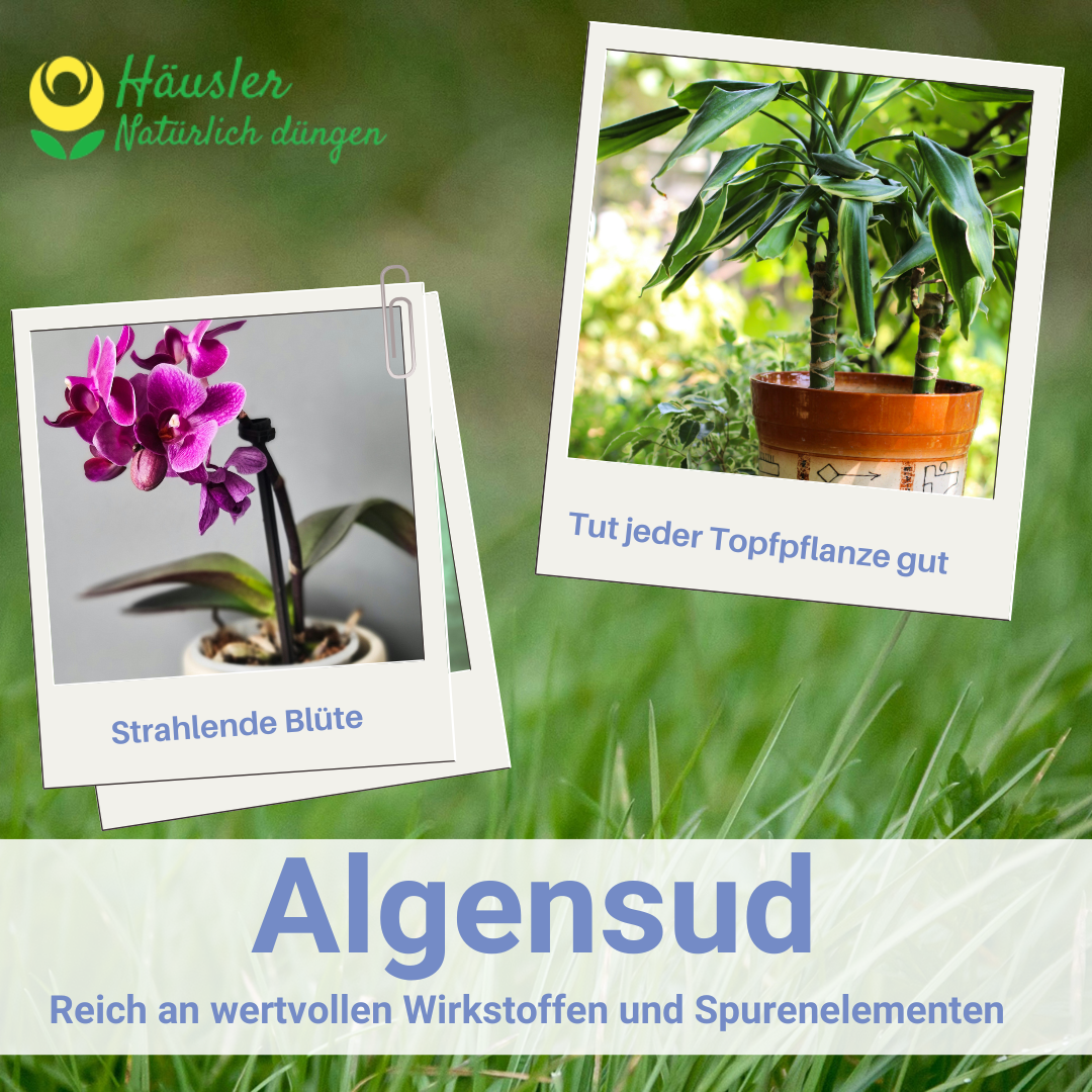 Algensud zur Pflanzenstärkung - Braunalgen Sud