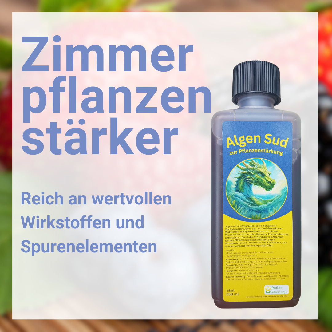 Algensud zur Pflanzenstärkung - Braunalgen Sud